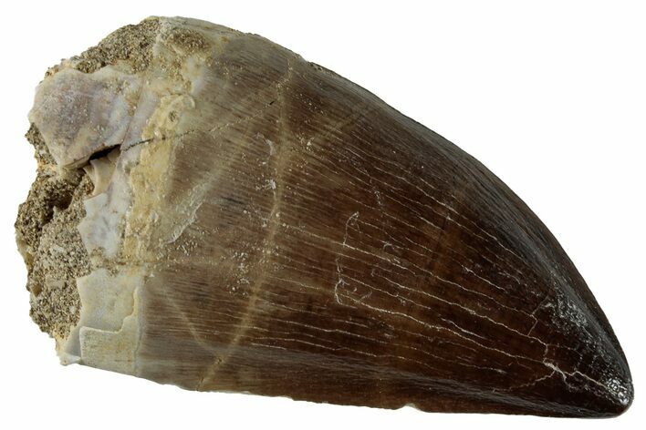 Large, Fossil Mosasaur (Prognathodon) Tooth - Morocco #262803